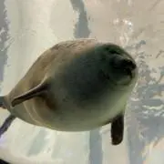 くまの画像