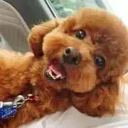 ai chyanの画像