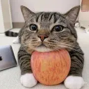 にんにんの画像