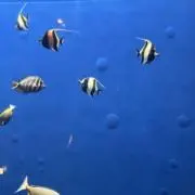 くるみの画像