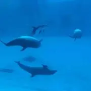 けっきょ☆