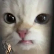 りあの画像