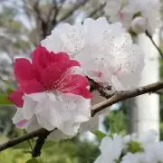 パキラの画像
