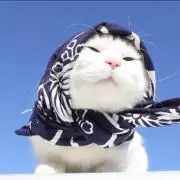 やまぴーの画像