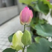 taku