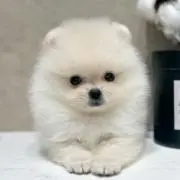 チョコメイの画像