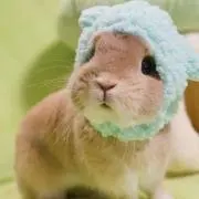 ゆきの画像
