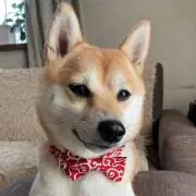 tomiy