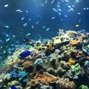 arkの画像