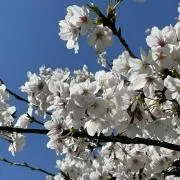 うみの画像
