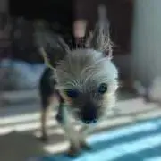 Cの画像
