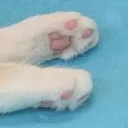 pe(プロフ必須)の画像