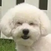 komachiの画像