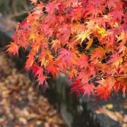 Yuriの画像
