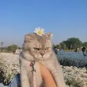 むむの画像