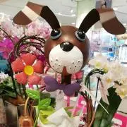 mikoの画像