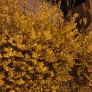 ririの画像