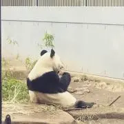 赤シャツ