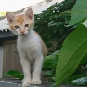 ちゃっころの画像