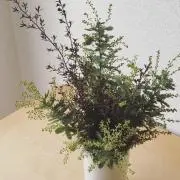 reiの画像