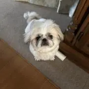 mie