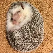 ^ - ^HAPPY^ - ^の画像