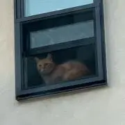 Ｔの画像
