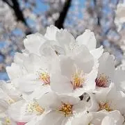 HANA
