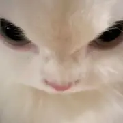 Nyanpoliの画像