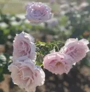 ☆sakura☆の画像