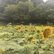 りらりらの画像