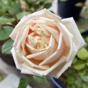 ⚘〒発送は月火金いずれか⚘木芽の画像