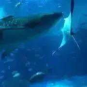 げんたろう☆