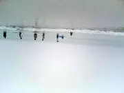 金魚の画像