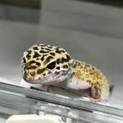 coroneの画像