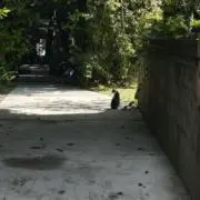 風の画像
