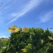 Nの画像