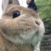 mocoの画像