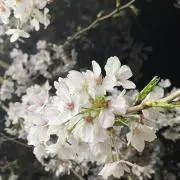 あすたねの画像