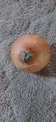 玉ねぎの画像