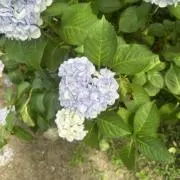 りの画像