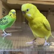 Waiwaiの画像