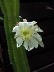 T Y★の画像
