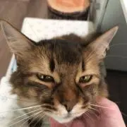 小次郎の画像