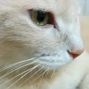 Reonの画像
