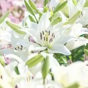 Rilly ✻ 即購入OKの画像