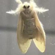 魅✿