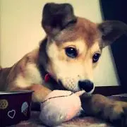Atomuの画像