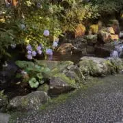 こーての画像
