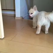 しまじろー